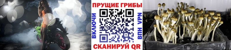 Купить  Куровское  Псилоцибиновые грибы прущие грибы 